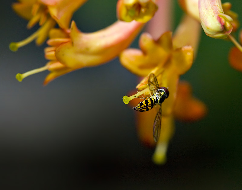 Sweat Bee