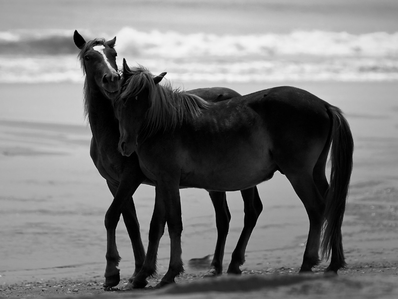 Horsing Around
