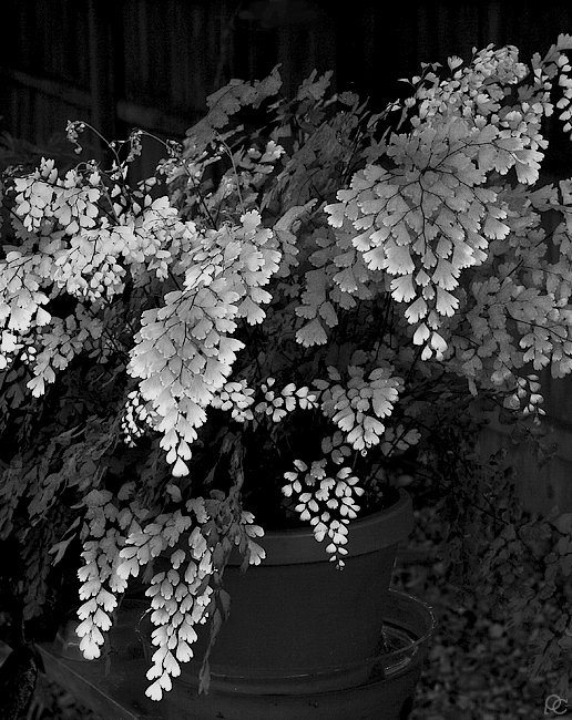 <b>5th Place</b> - Fern <br>by Cat
