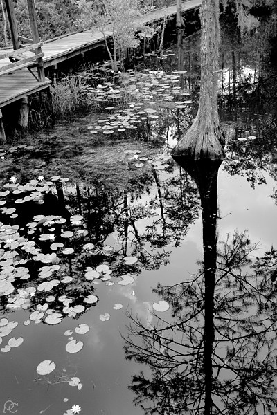 swamps