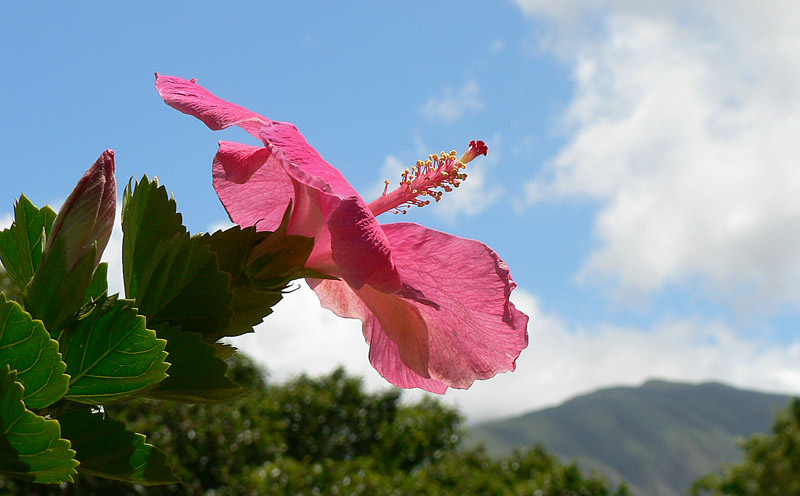 Hibiscus