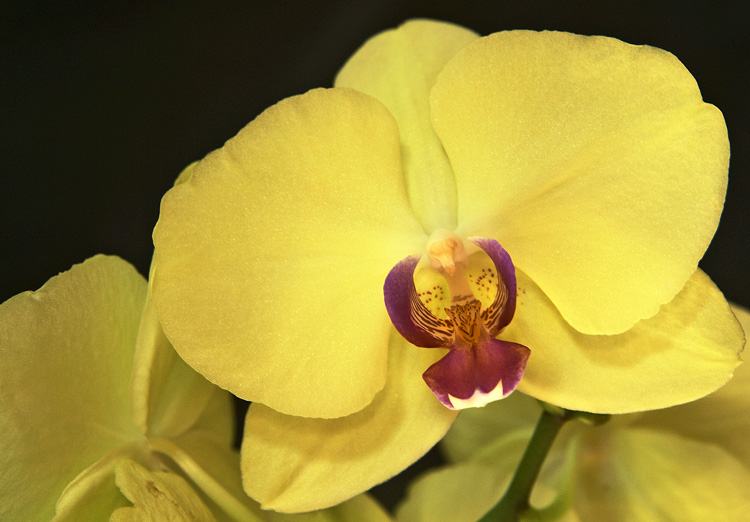 Home Orchid