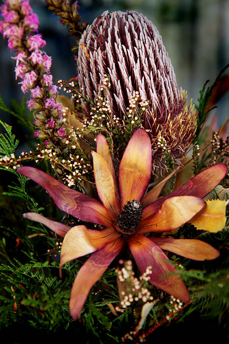Wild Flowers