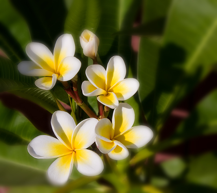 plumeria