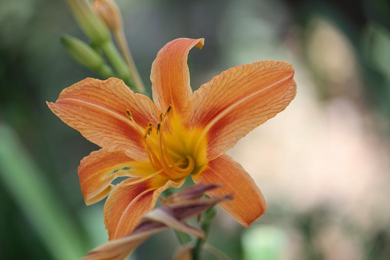 Full Bloom