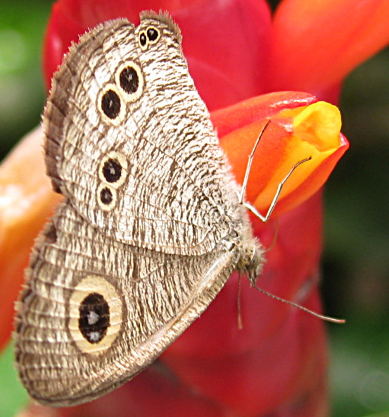 Mottled