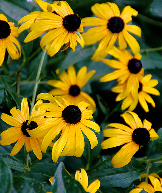 Black-Eyed Susans