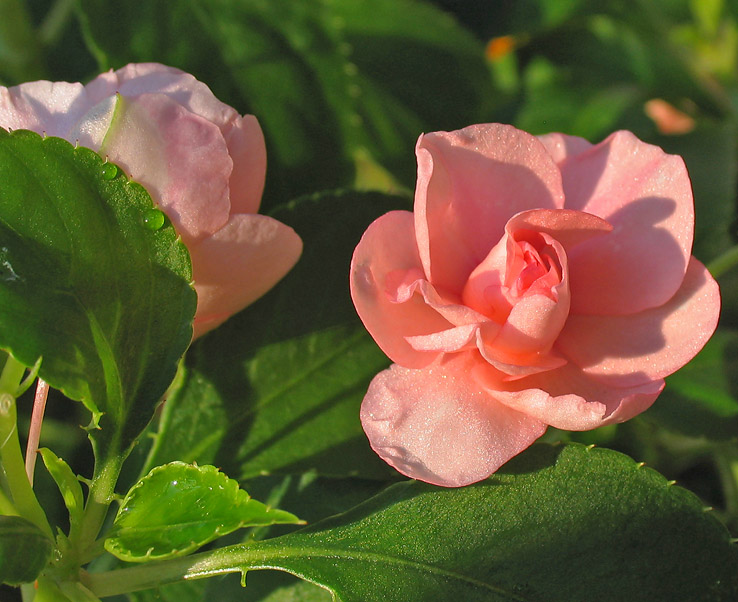 Morning dew