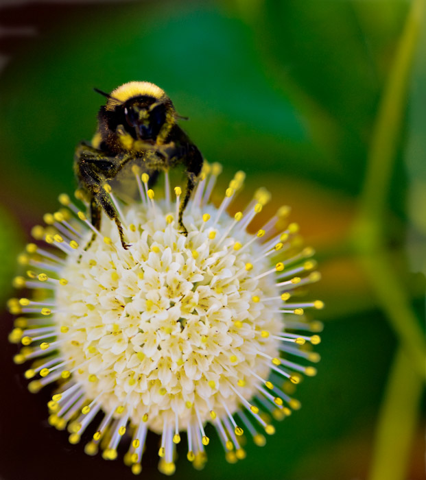Bee Bright
