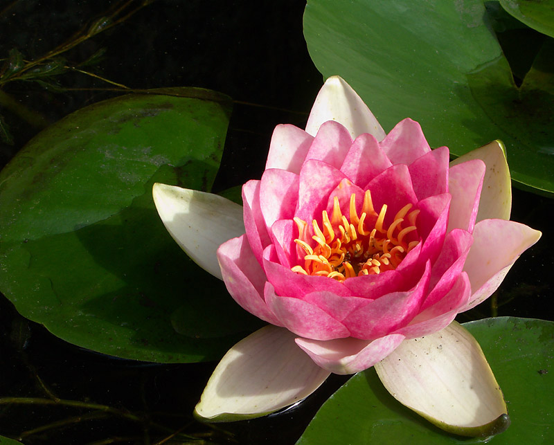 Lilly the Pink
