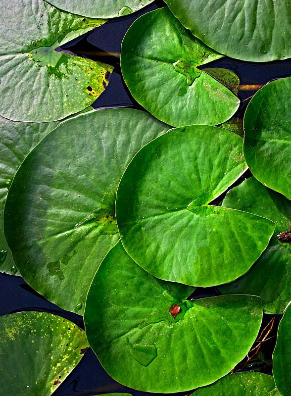 Lilly Pads