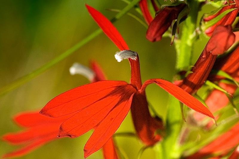 Red Bird