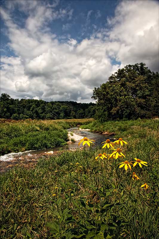 Touch of Yellow Along the Trout Stream