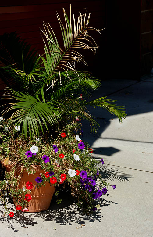 Big Flower Pot