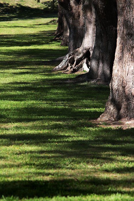 Trees