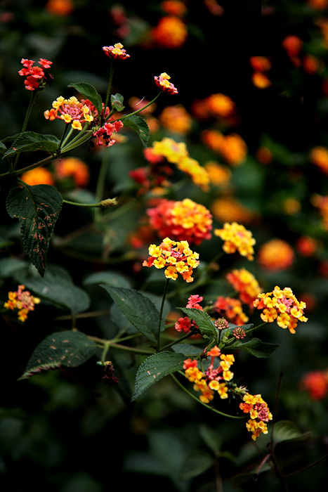 Lantana