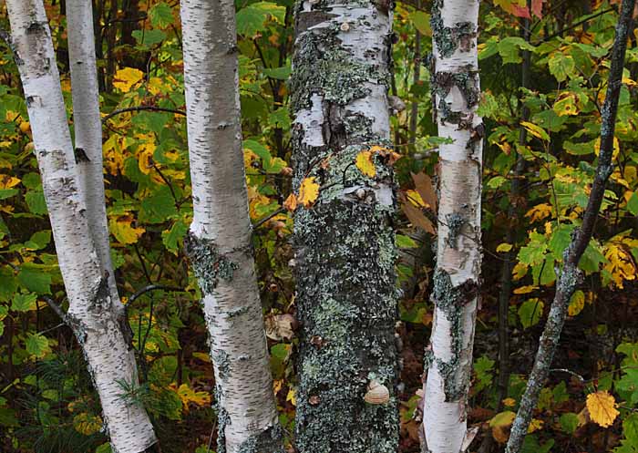  Birch