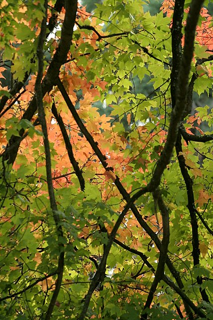 Fall Medley*