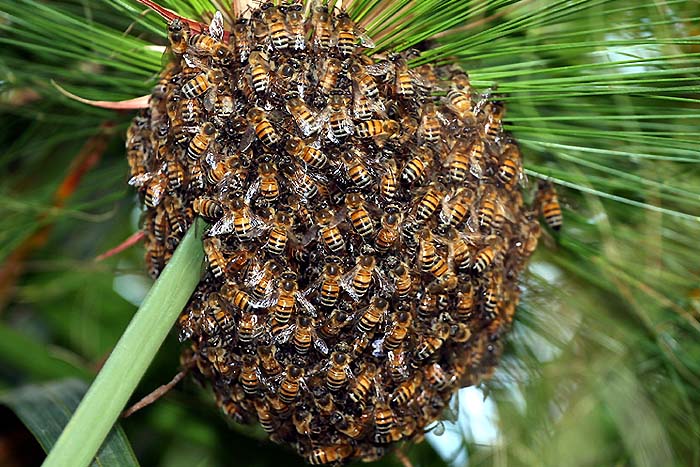 Bees summit