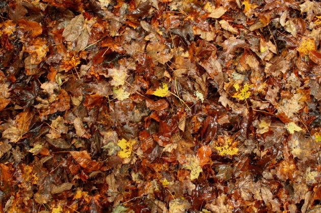 Autumn Underfoot