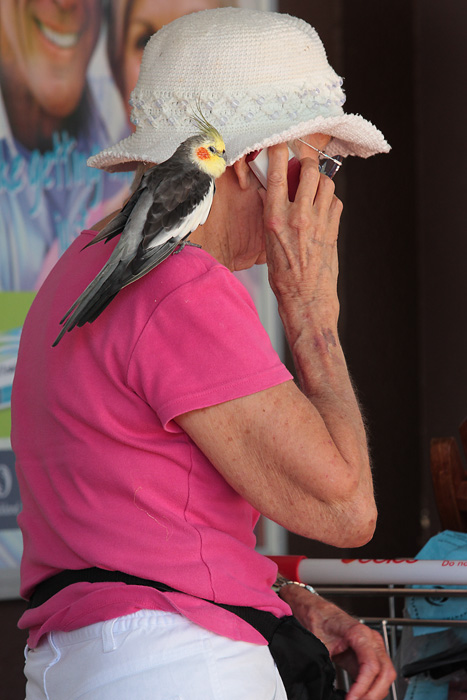 Bird