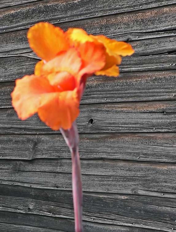 Bright  Orange
