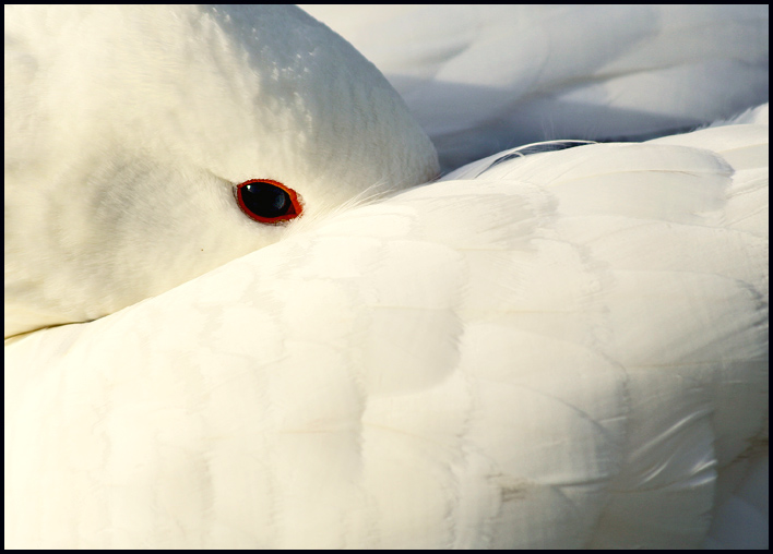 Waterfowl 1