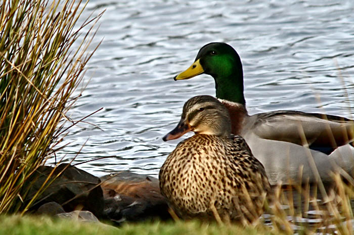 8th Place - Waterfowl 2 by CJ in CA