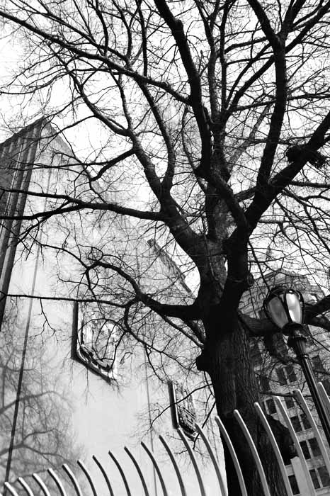 Tree(s) 3