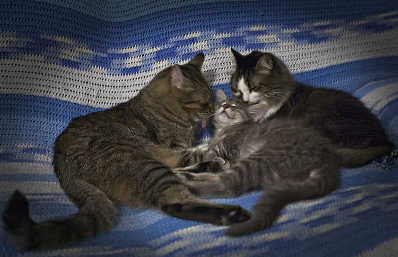 CATS 1