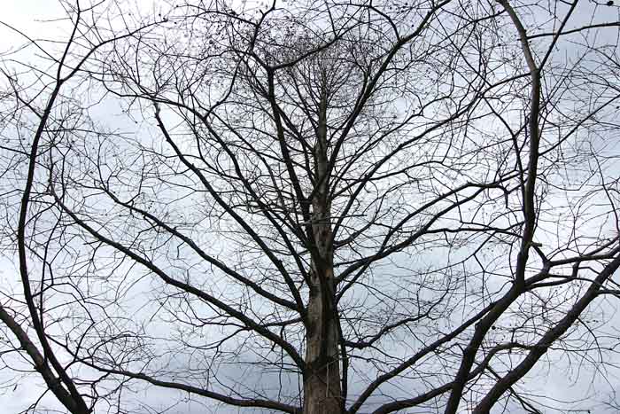 Tree(s) 7