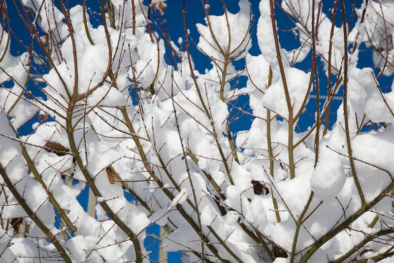 10th Place - Snow 2 by Ann Chaikin