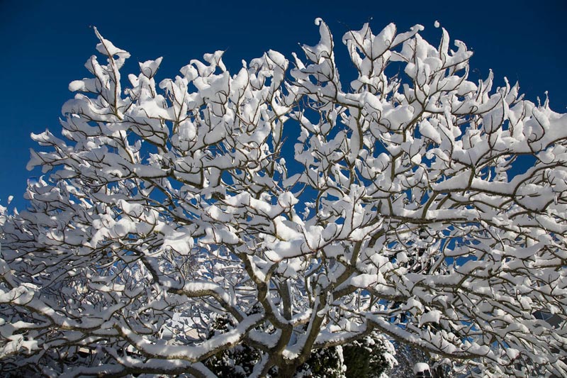 Snow 3