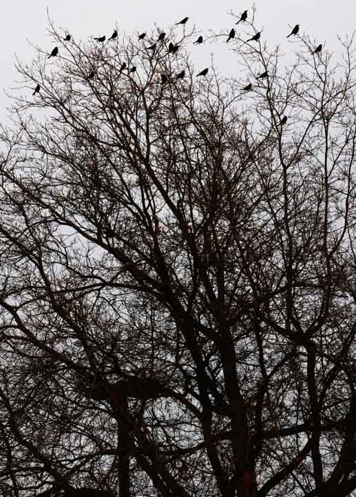 Tree(s) 11a