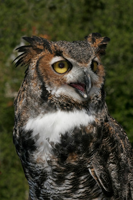 Owls 1