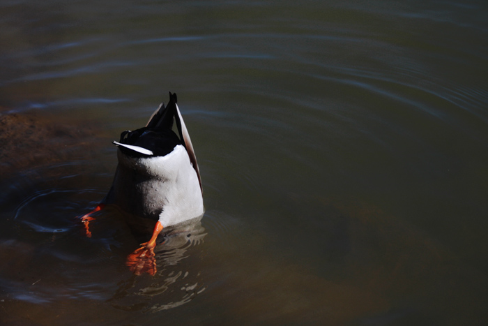 Waterfowl 5