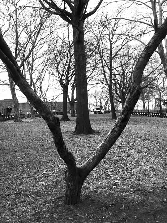 Trees Again