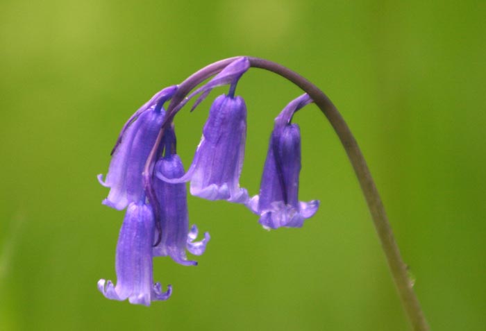 bluebell