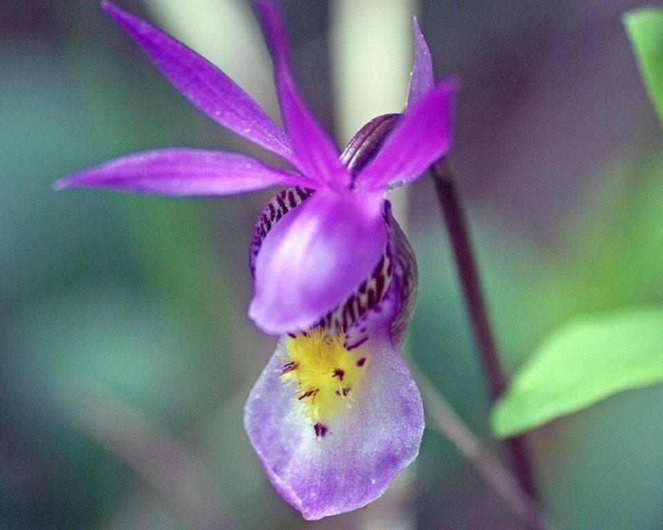 Fairy Slipper Orchid