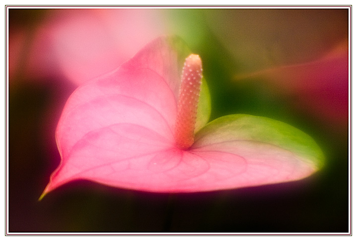 Pink & Green