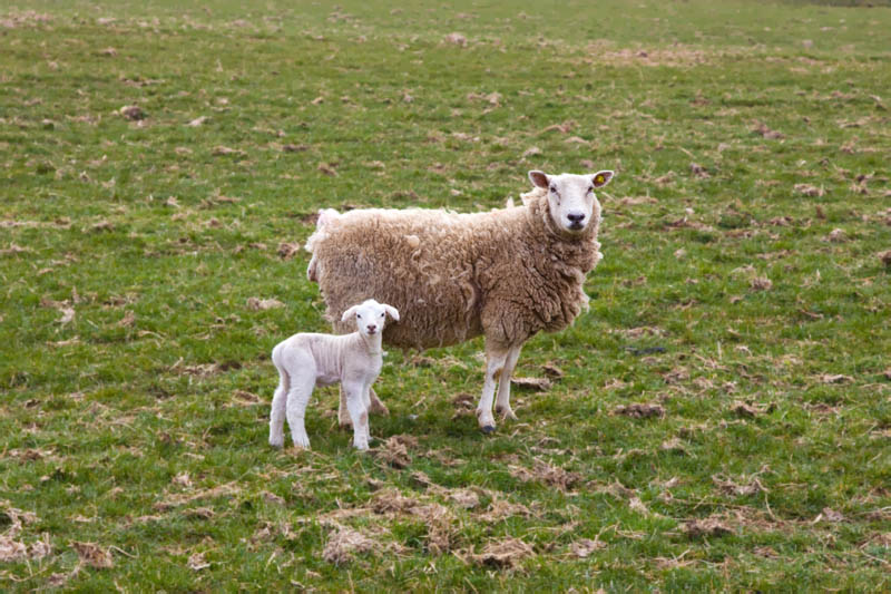 Wool, New and Old