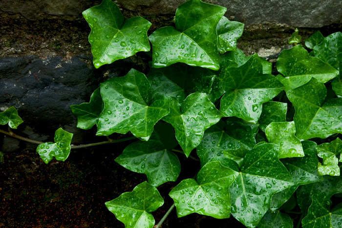 Ivy on the Wall