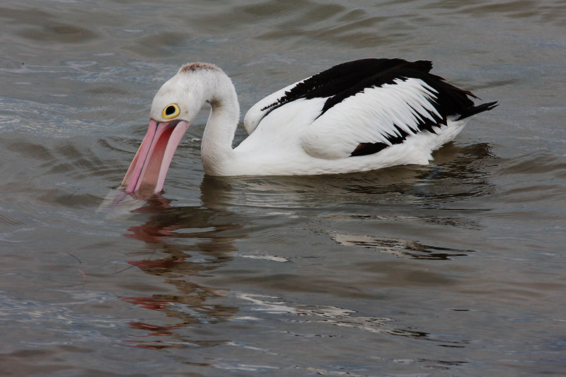 Wet Beak