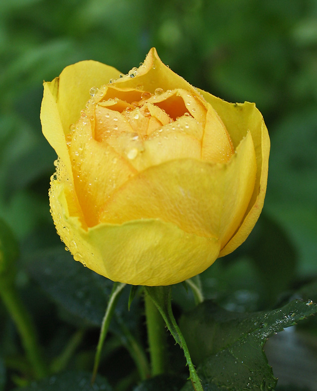 The little yellow rose