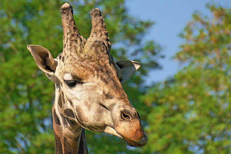 Greetings from Augsburg Zoo