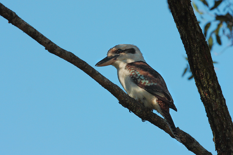 Young Kookaburra