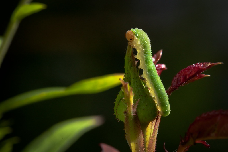 This Morning in my Garden 2