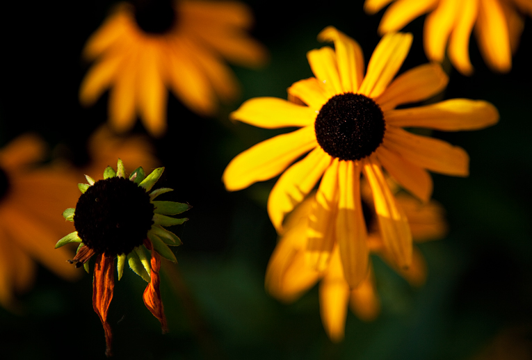Light and Dark