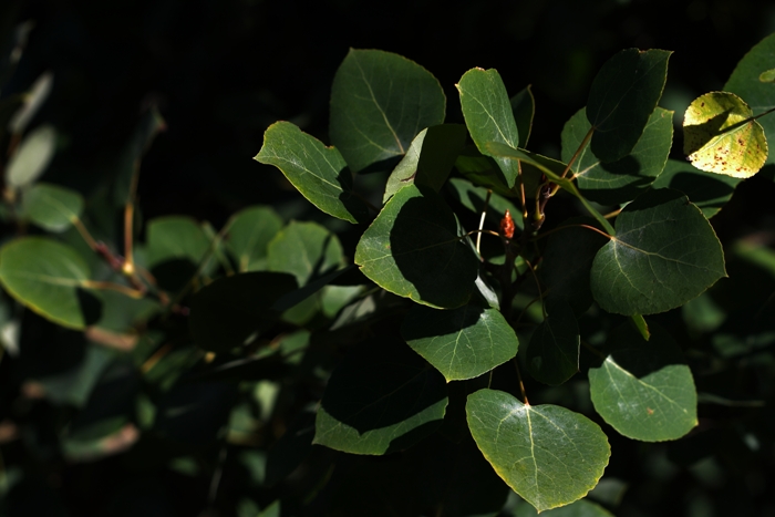 Aspen Leaves