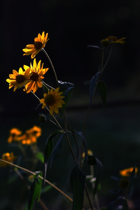 Just Weeds